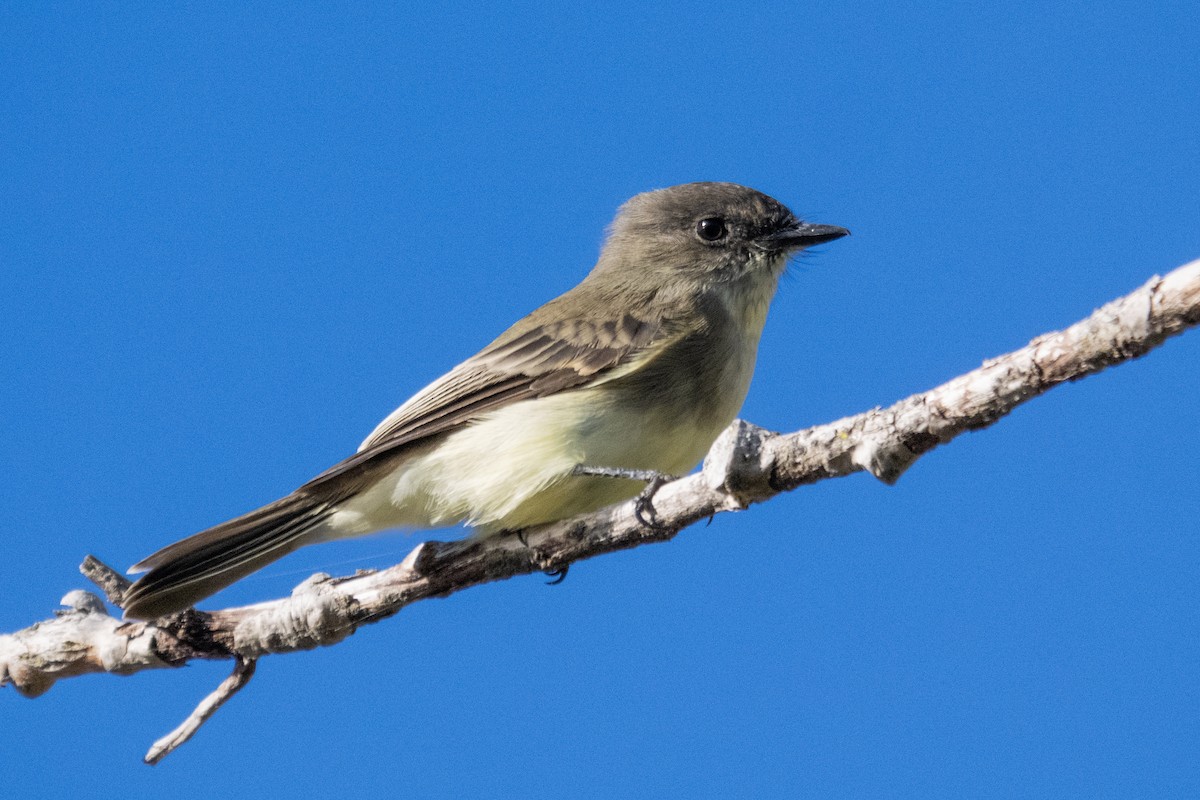 Eastern Phoebe - ML646597480