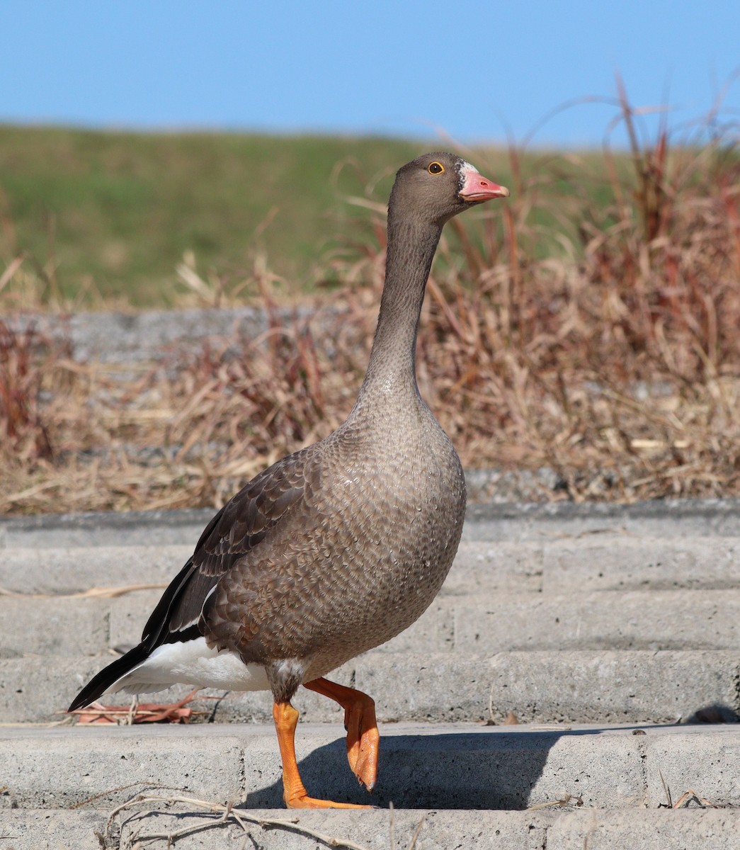 Гуска мала - ML646597484