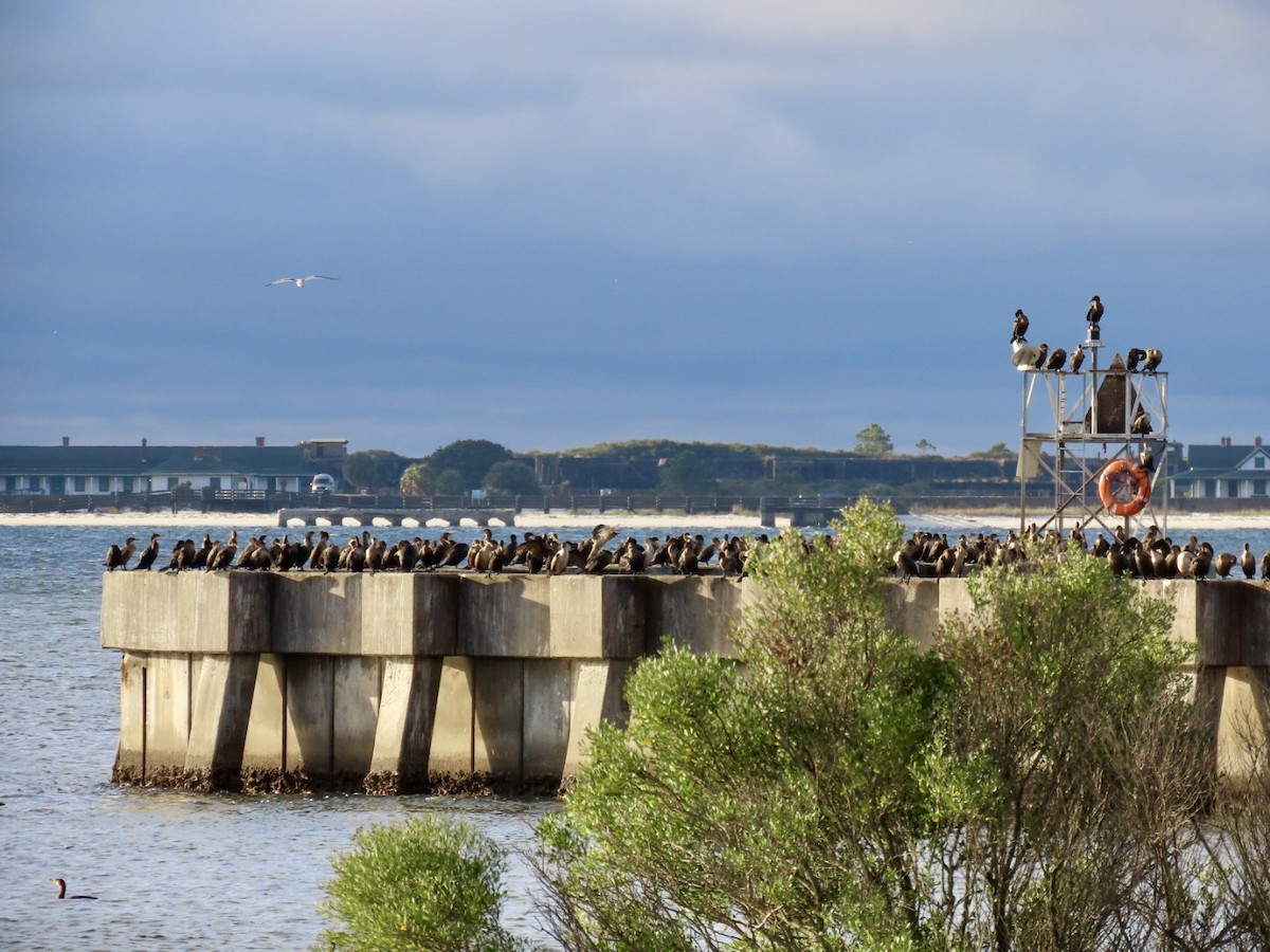 Double-crested Cormorant - ML646597485