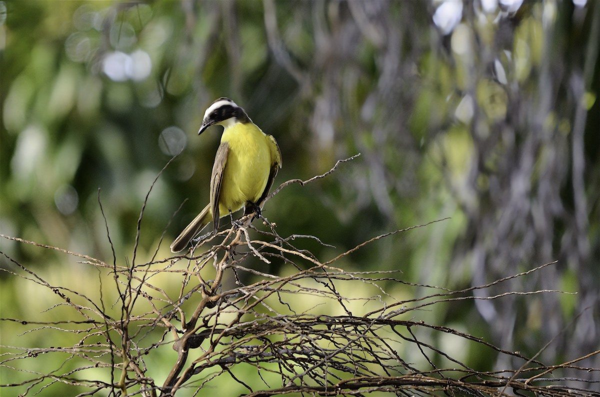 Social Flycatcher - ML646597486