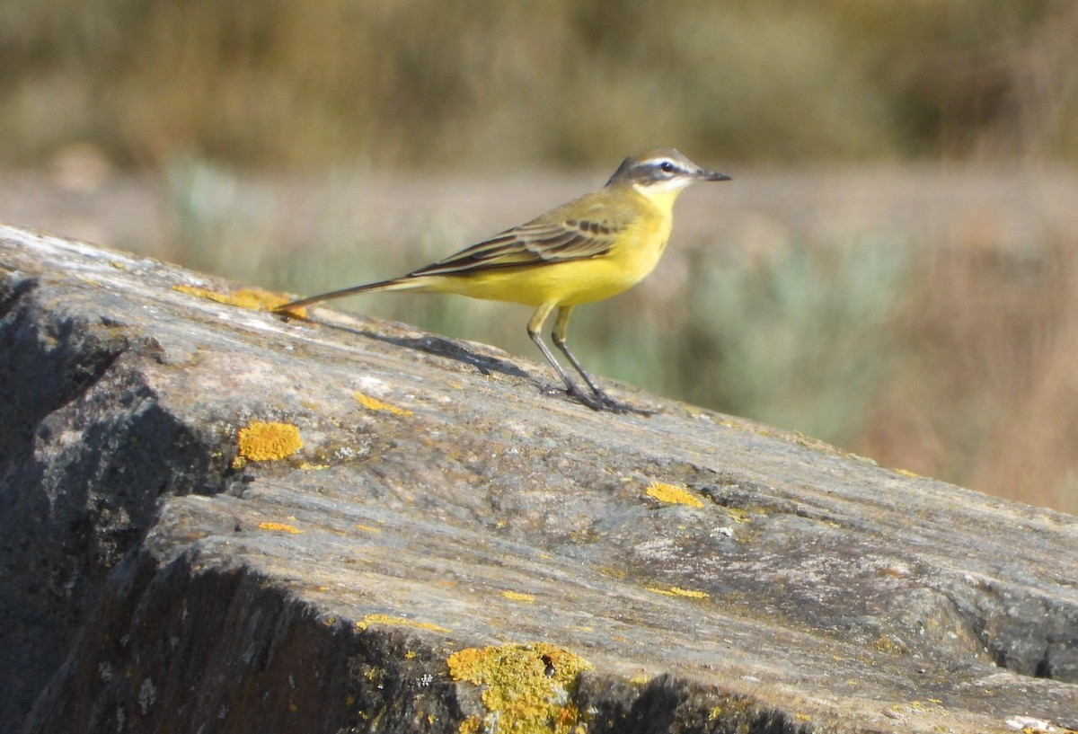 Western Yellow Wagtail - ML646597487
