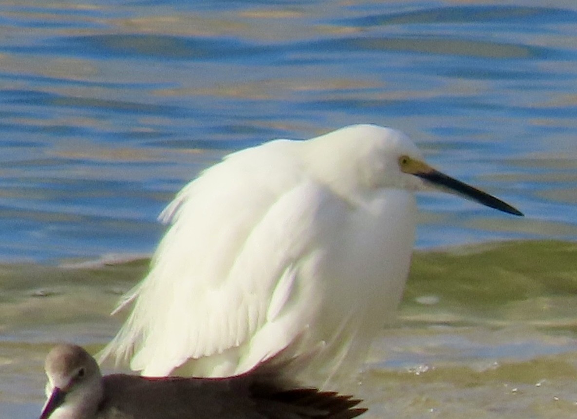 Snowy Egret - ML646597493