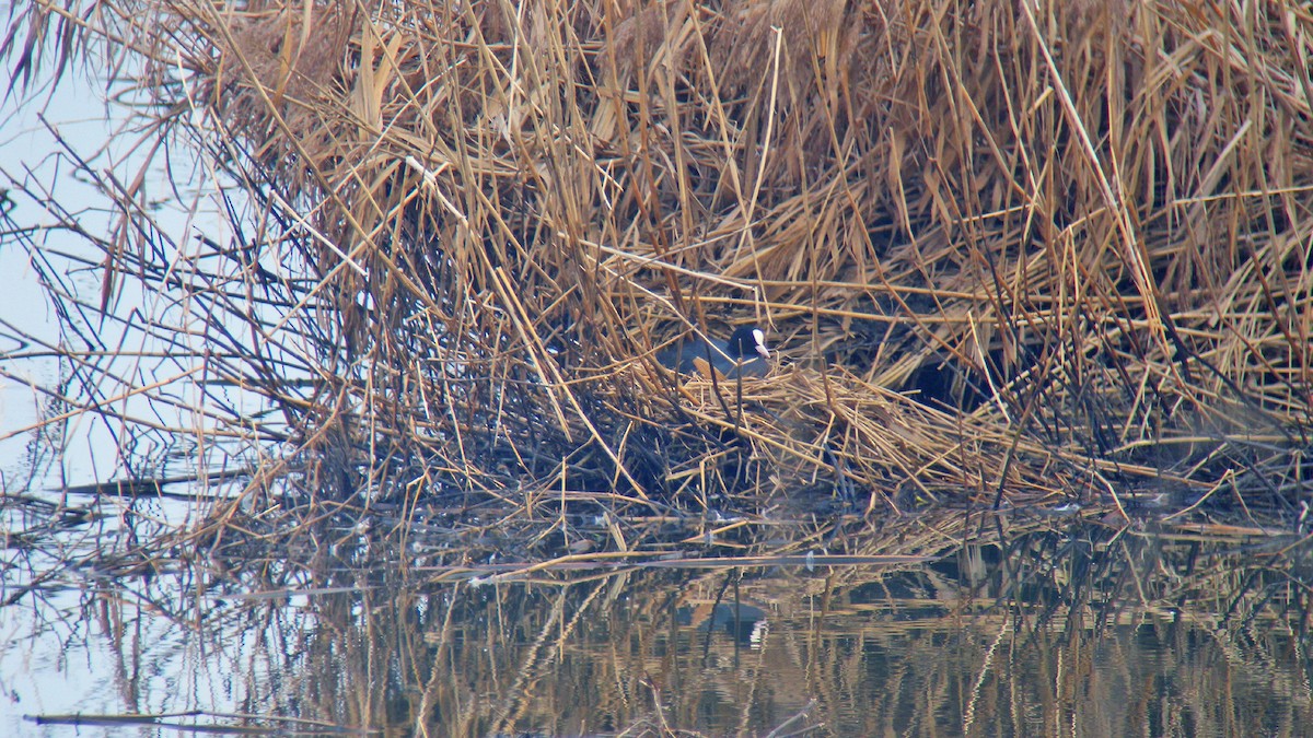 Eurasian Coot - ML646597501