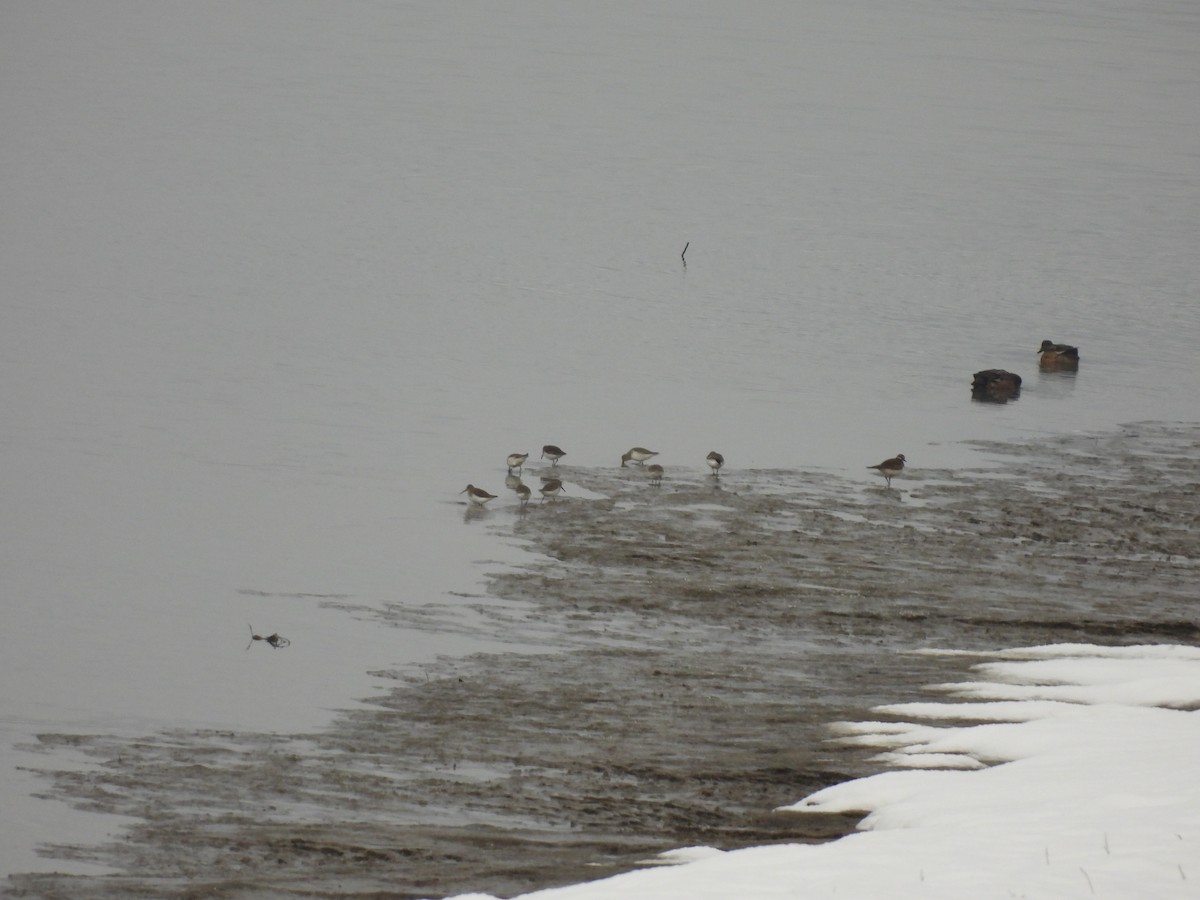 Побережник чорногрудий - ML646597502