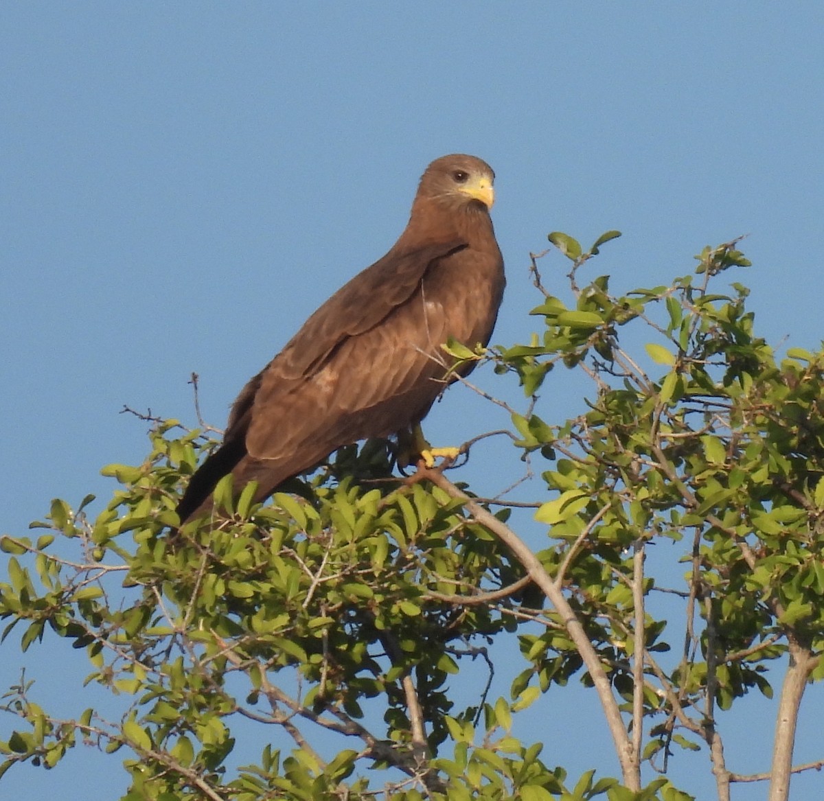 Milan noir (aegyptius/parasitus) - ML646597503