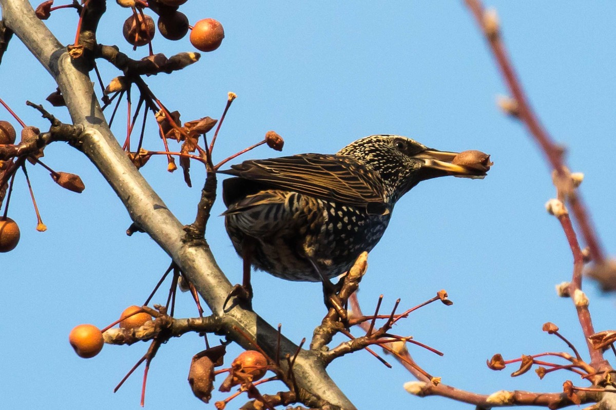 Storno - ML646597506