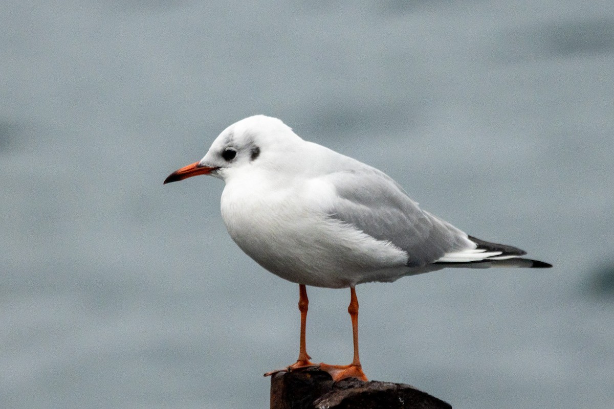 Black-headed Gull - ML646597508
