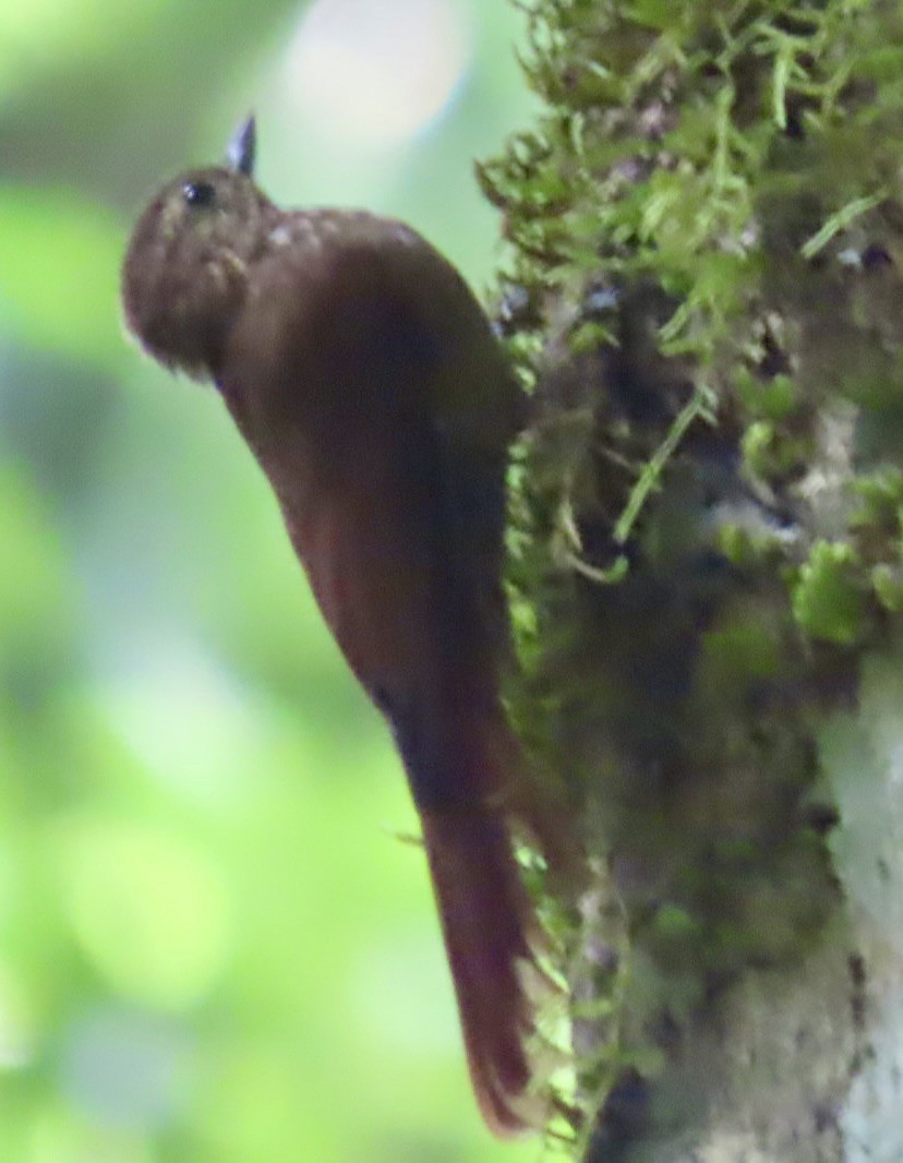 Wedge-billed Woodcreeper - ML646597513