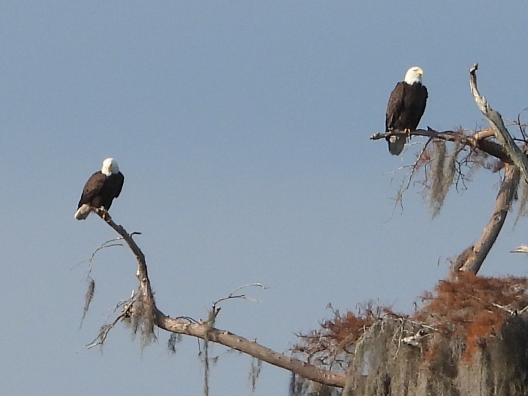 Bald Eagle - ML646597514
