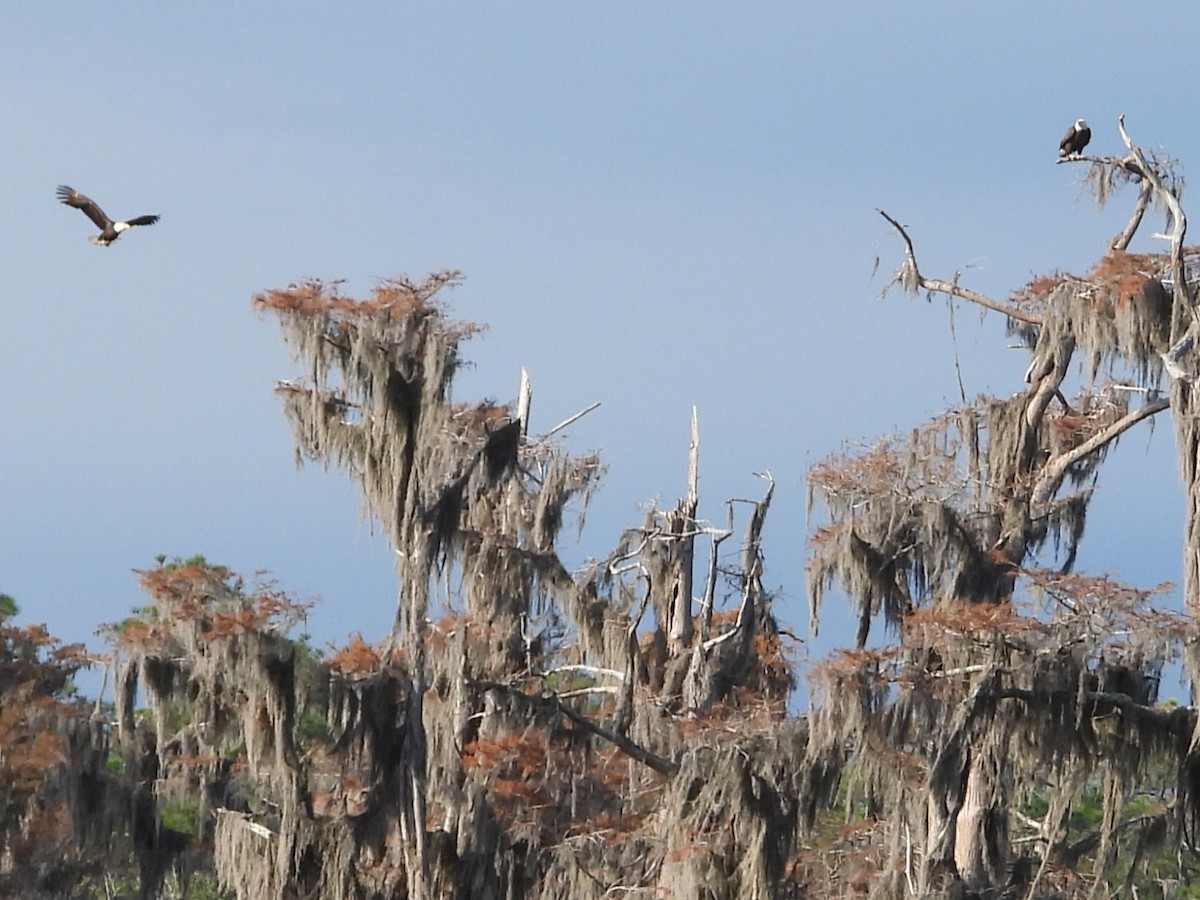 Bald Eagle - ML646597515