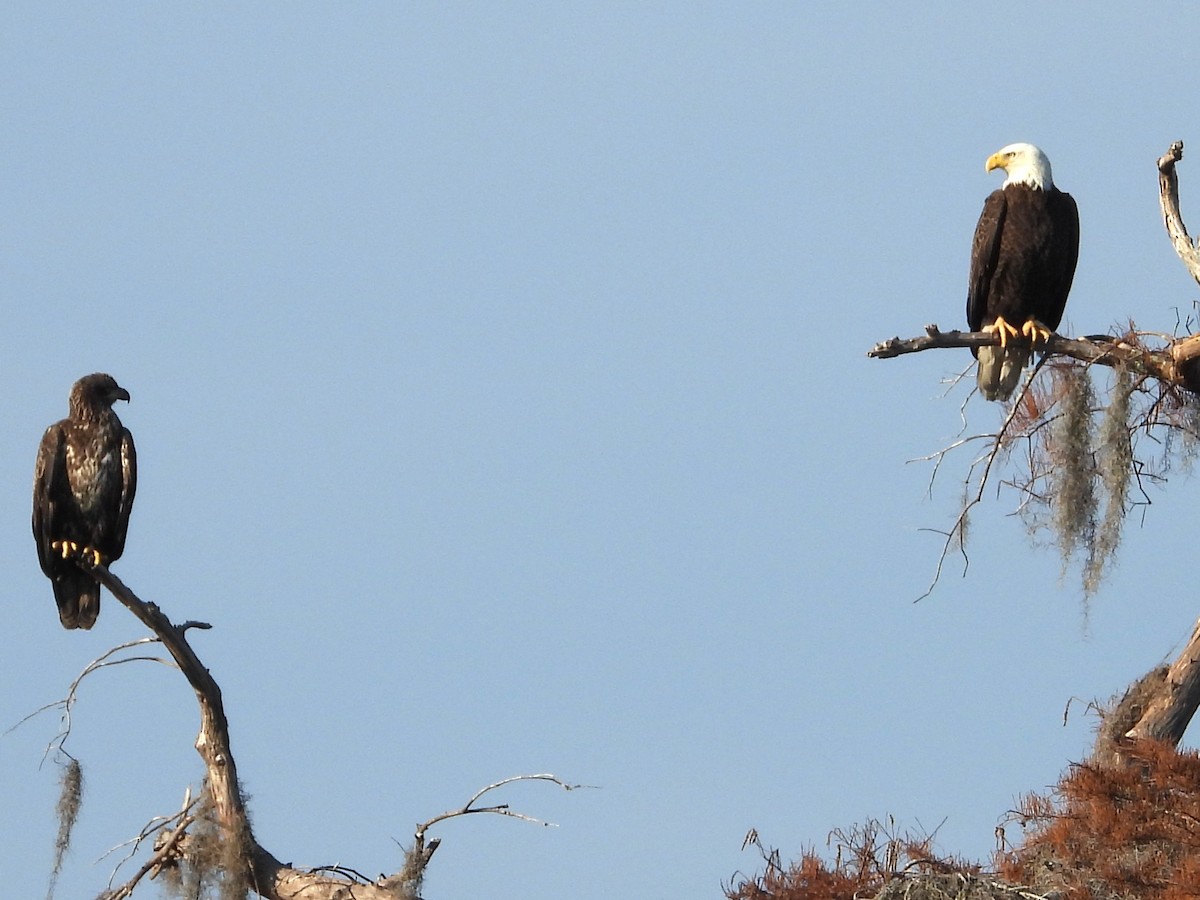 Bald Eagle - ML646597516