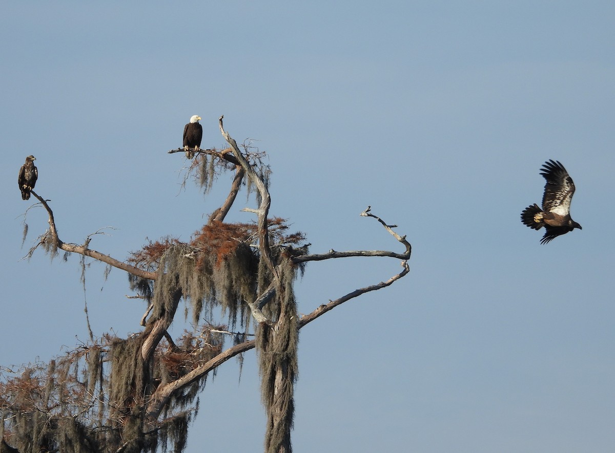 Bald Eagle - ML646597517
