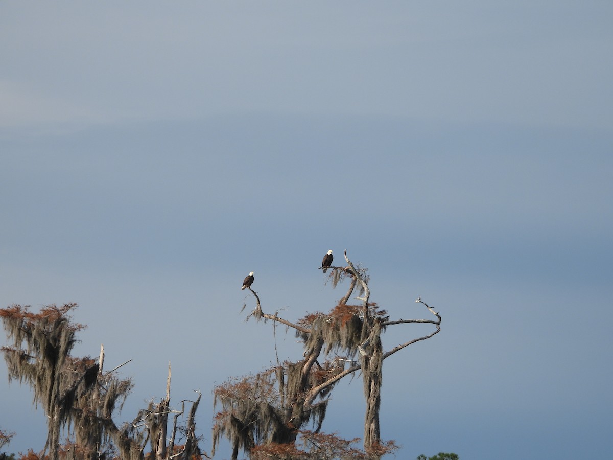 Bald Eagle - ML646597518