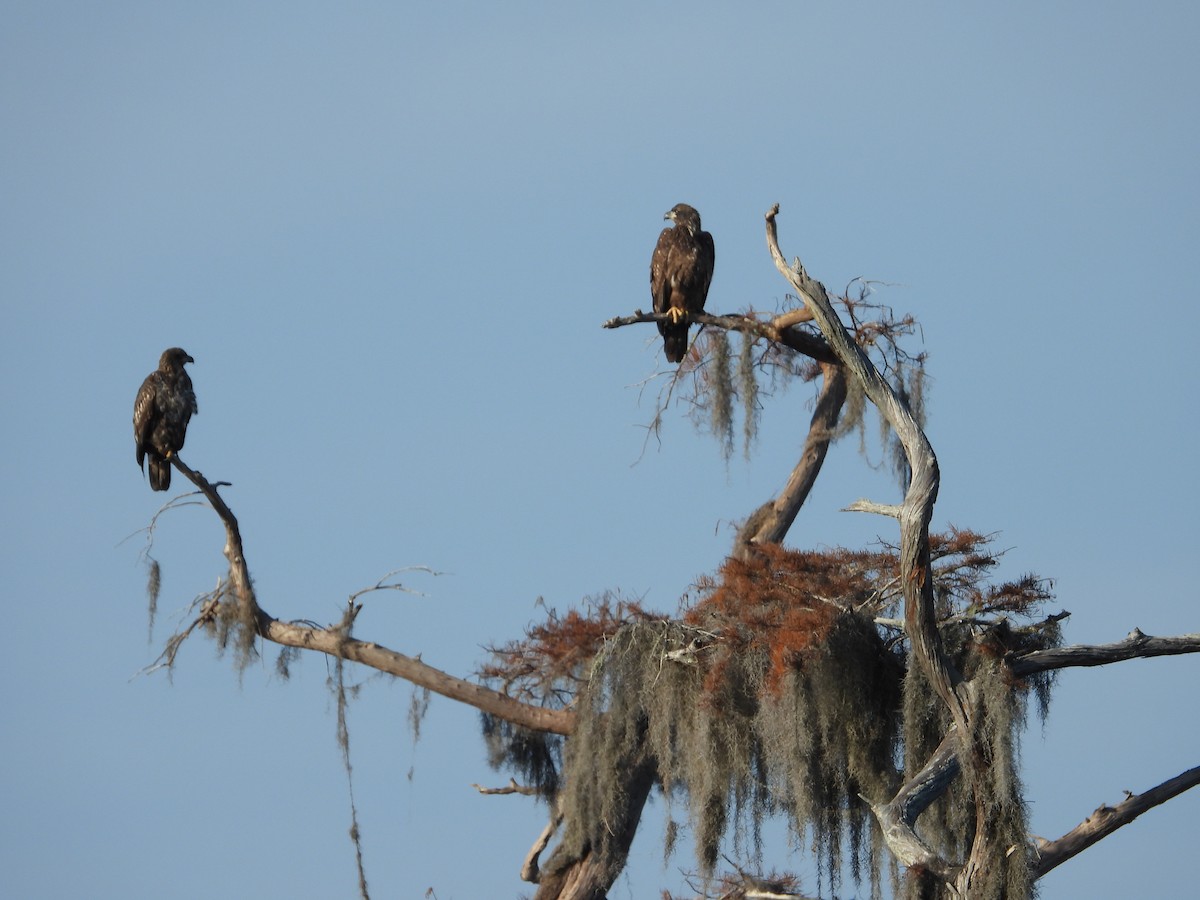 Bald Eagle - ML646597519