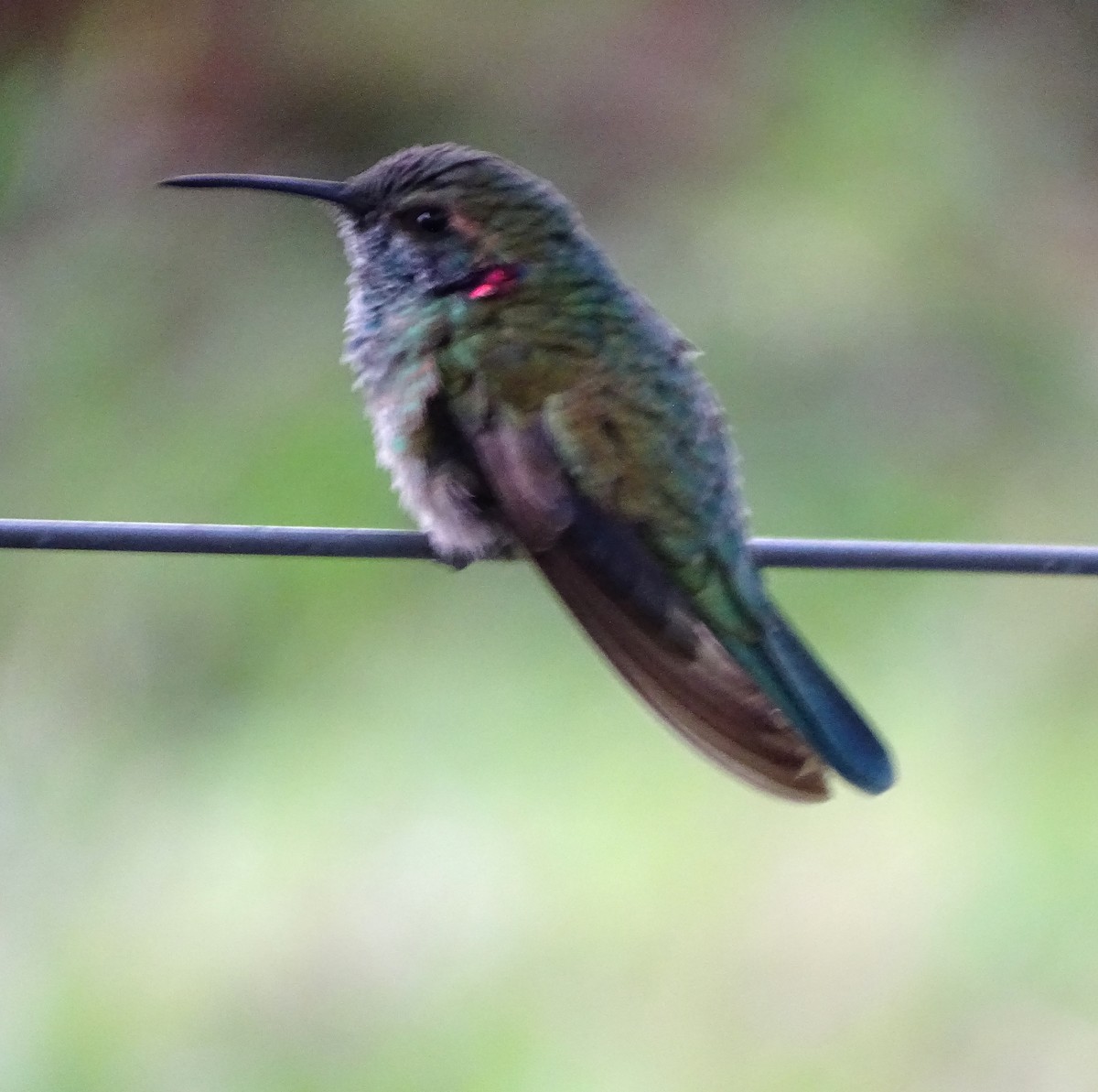 White-vented Violetear - ML646597520