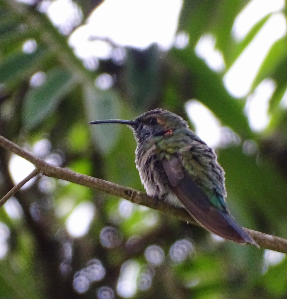 White-vented Violetear - ML646597521