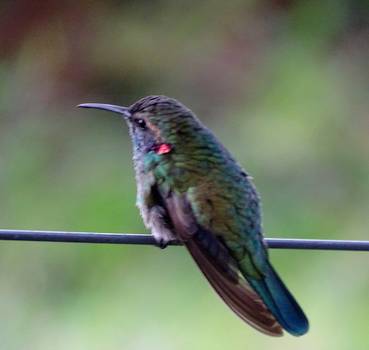 White-vented Violetear - ML646597522