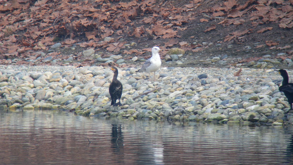 Yellow-legged Gull - ML646597524