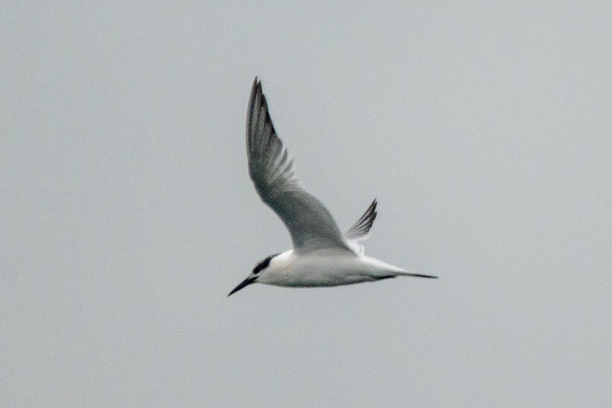 Sandwich Tern - ML646597529