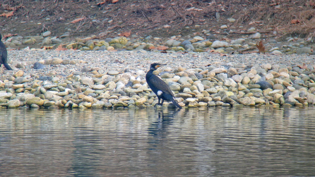 Great Cormorant - ML646597530