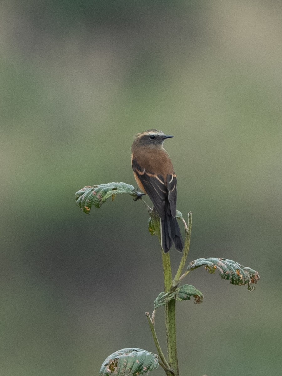 Fahlbrauen-Schmätzertyrann - ML646597531