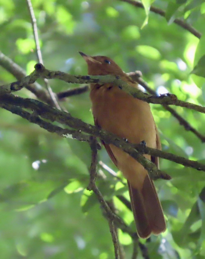 Rufous Piha - ML646597540