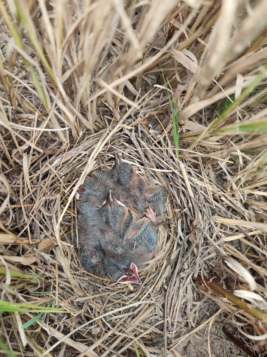 マミジロマキバドリ - ML646597541