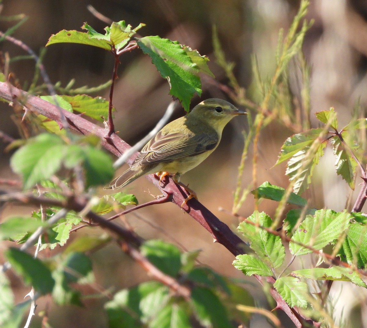 Willow Warbler - ML646597542