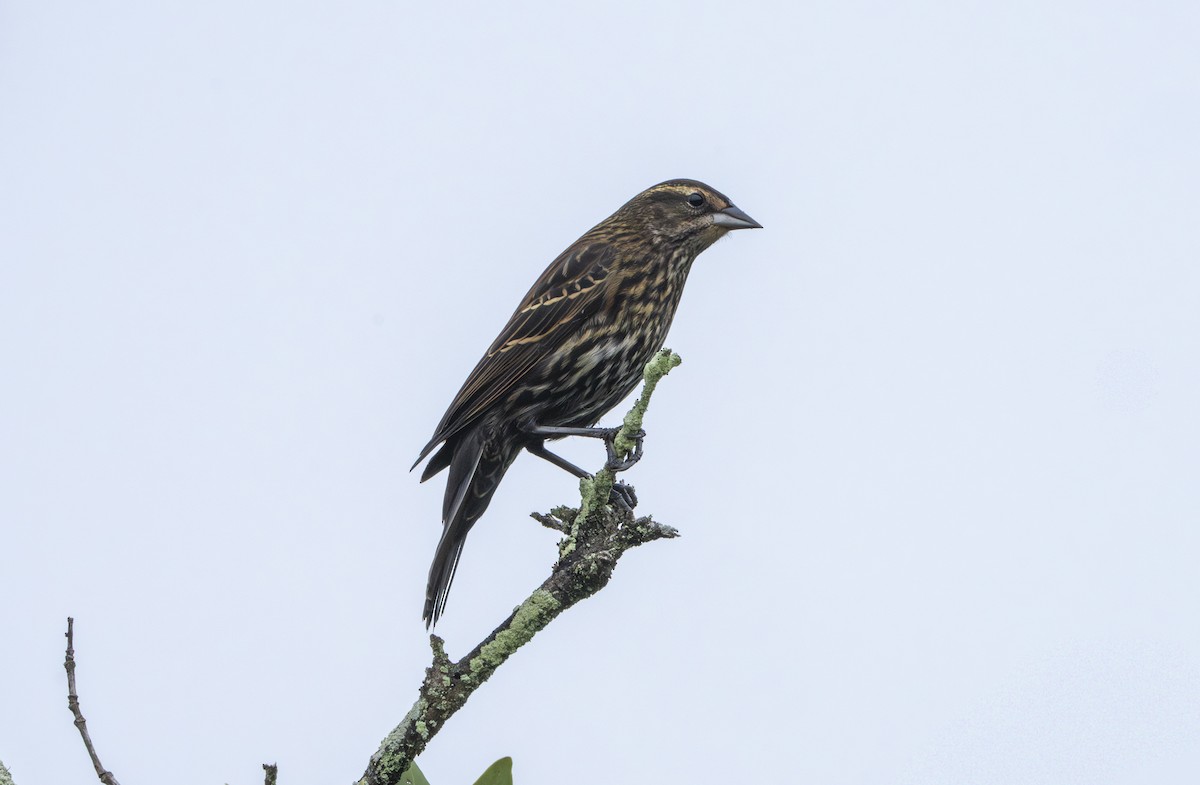 שחרורית אדומת-כנף - ML646597544