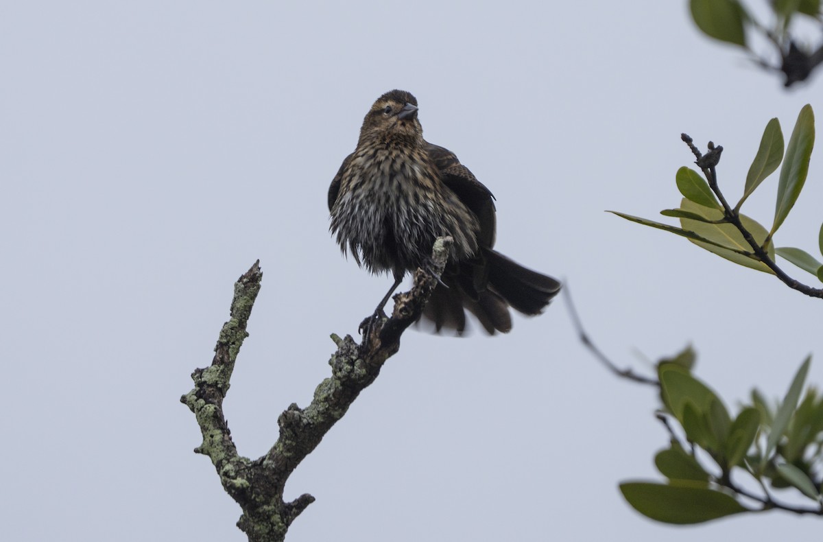 שחרורית אדומת-כנף - ML646597548