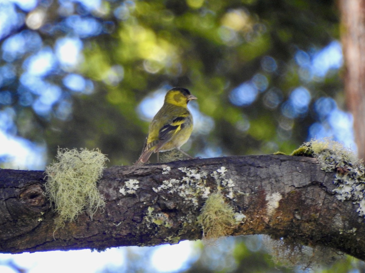Black-chinned Siskin - ML646597549