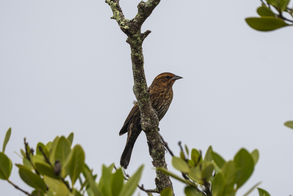 שחרורית אדומת-כנף - ML646597556