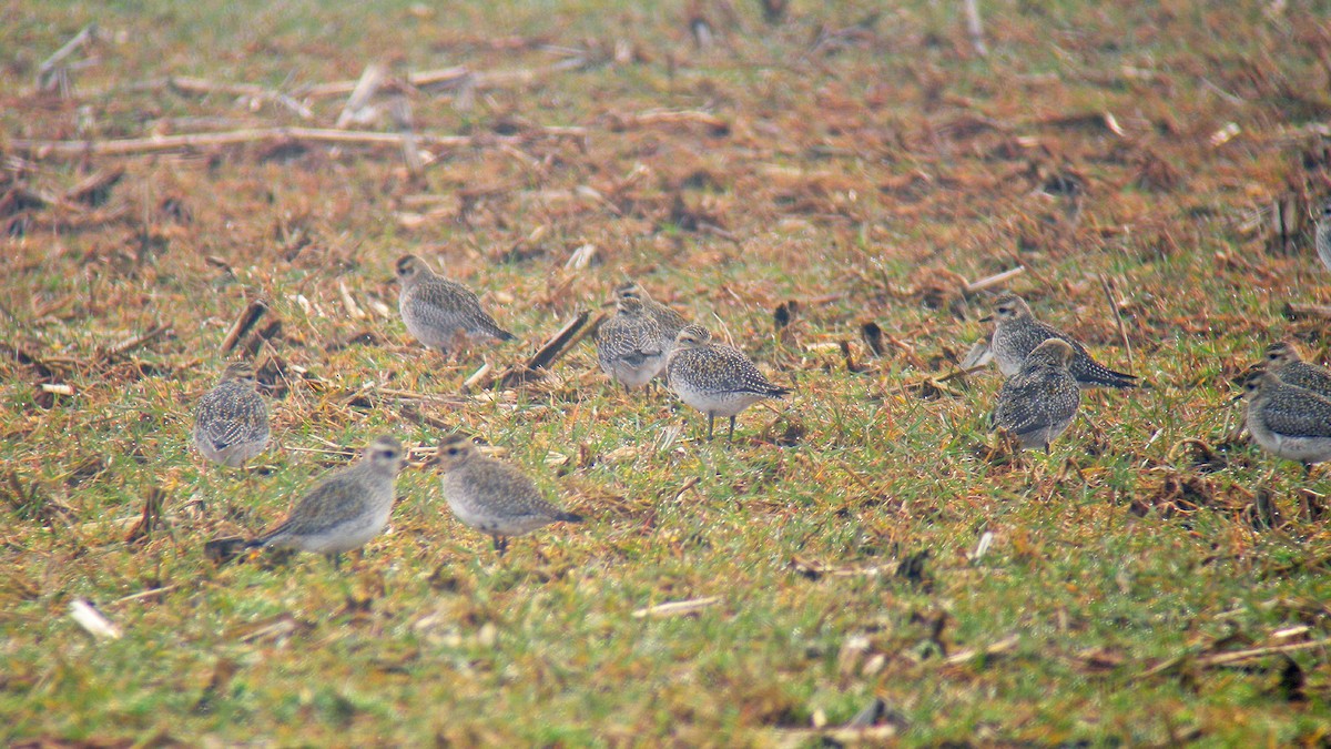 Сивка звичайна - ML646597557