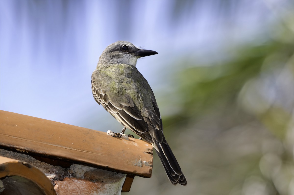 Tropical Kingbird - ML646597558