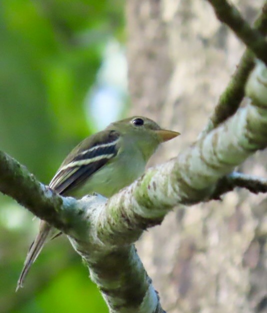 חטפית צהובת-גחון - ML646597559
