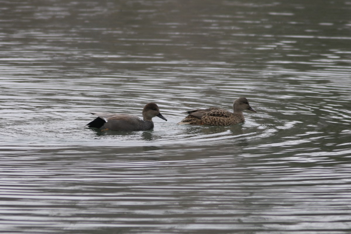 Gadwall - ML646597560