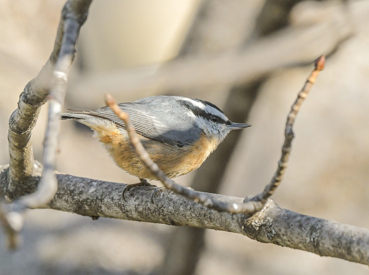 Red-breasted Nuthatch - ML646597564