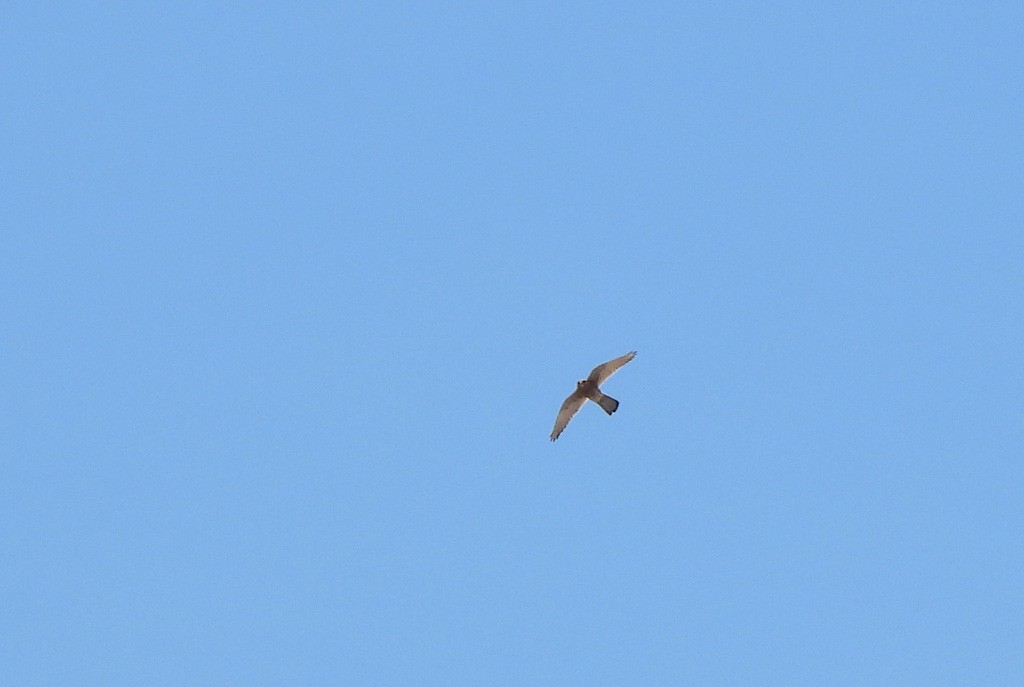 Malagasy Kestrel - ML646597573