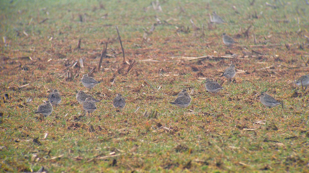 Сивка звичайна - ML646597574