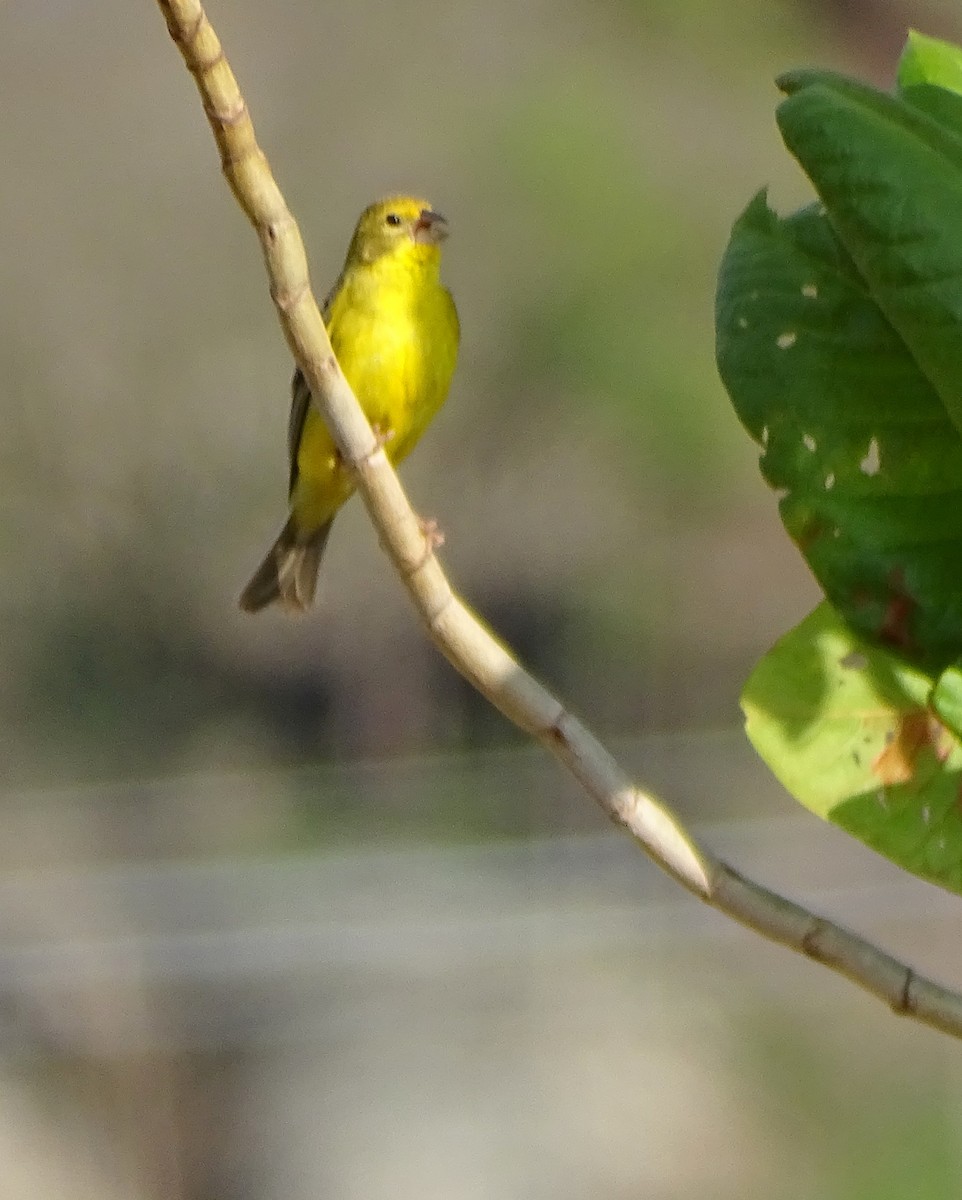 Короткоклювый зерноед - ML646597575