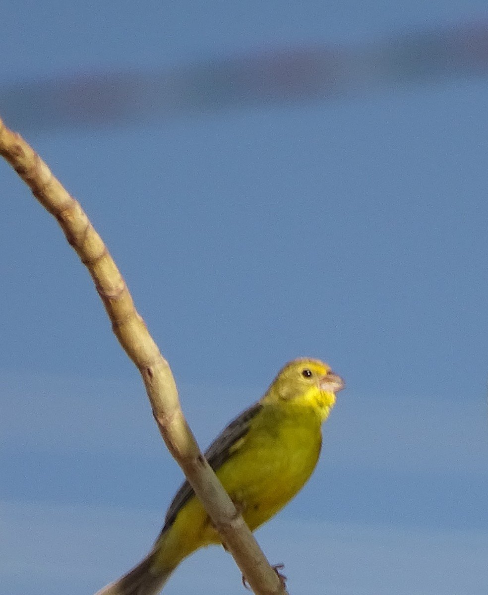 Короткоклювый зерноед - ML646597576