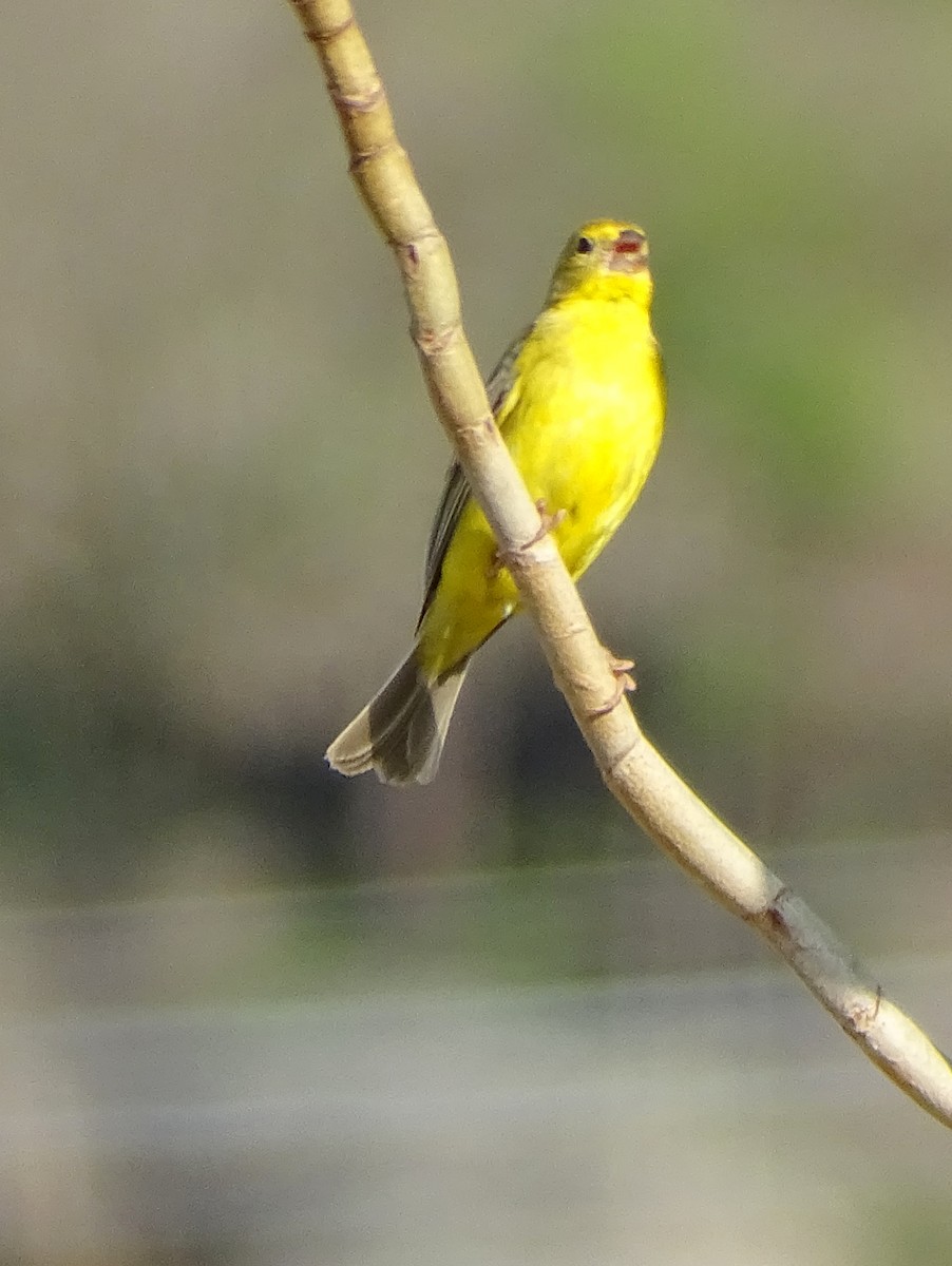 Короткоклювый зерноед - ML646597577