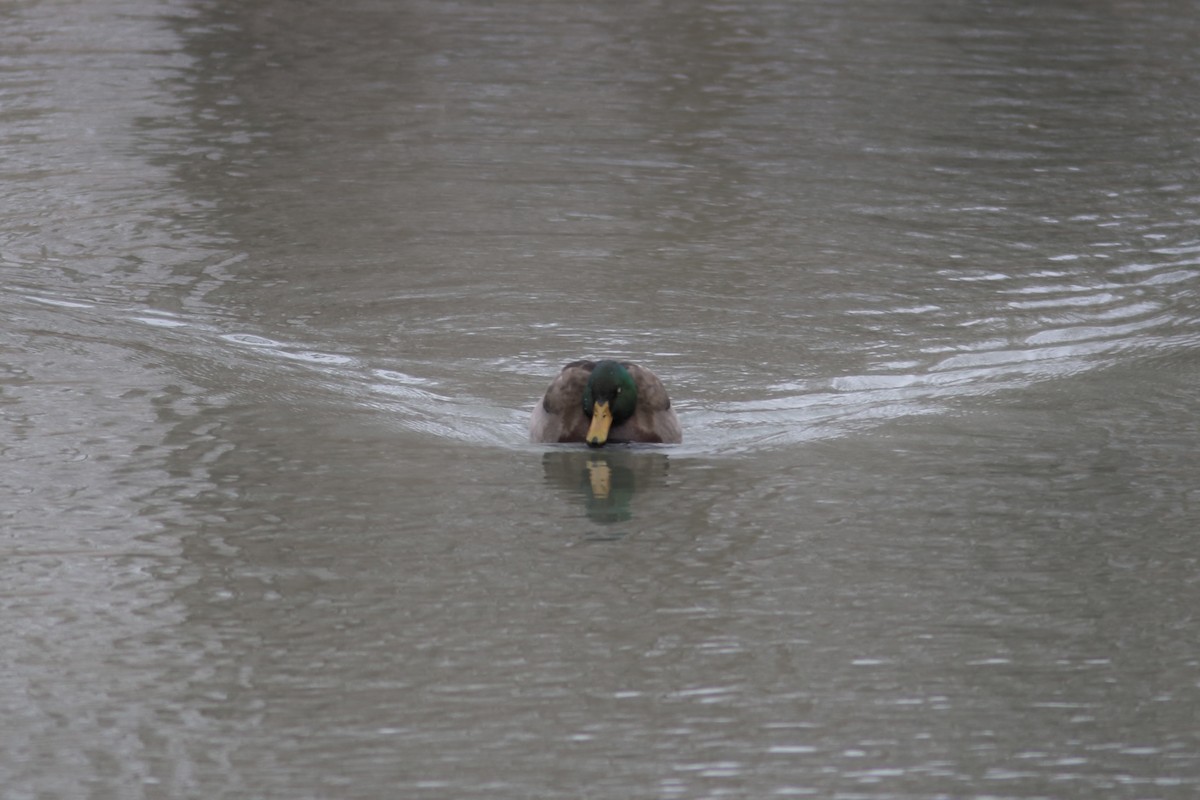 Mallard - ML646597578