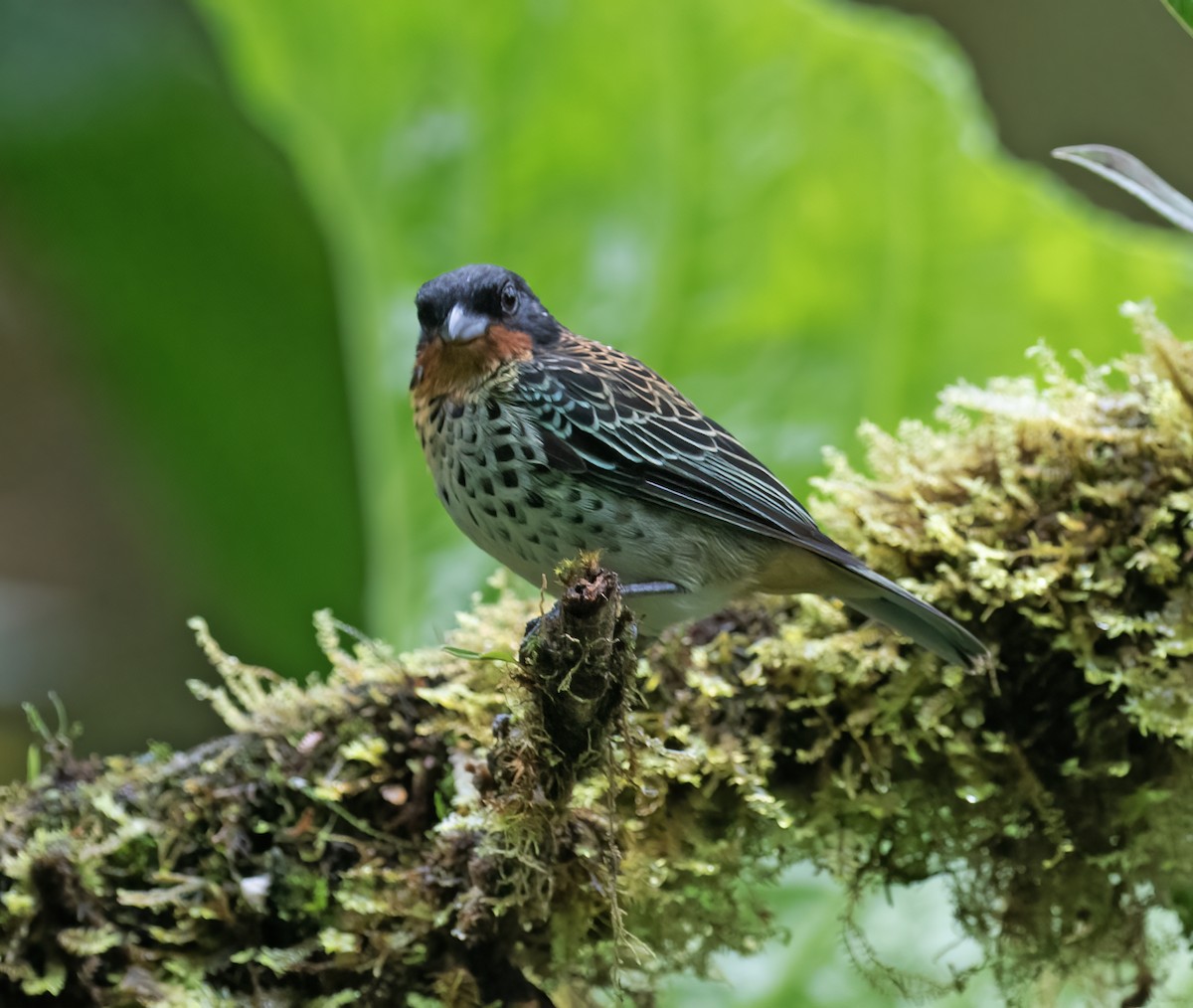 Рыжегорлая танагра - ML646597585