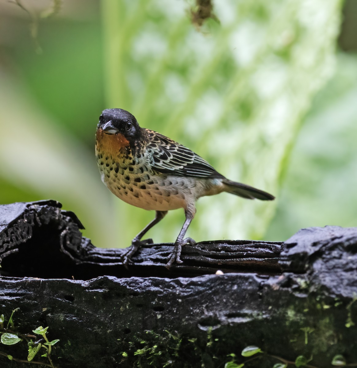 Рыжегорлая танагра - ML646597586