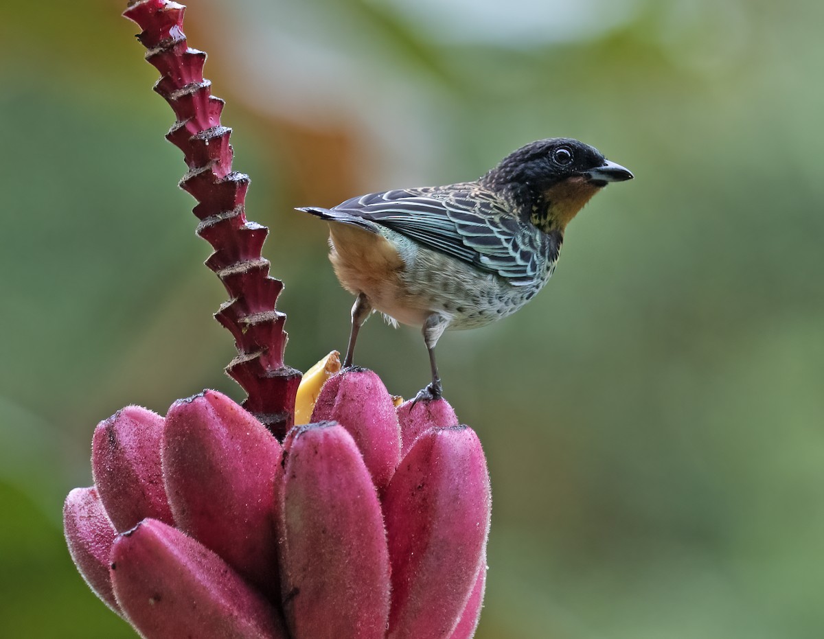 Рыжегорлая танагра - ML646597587