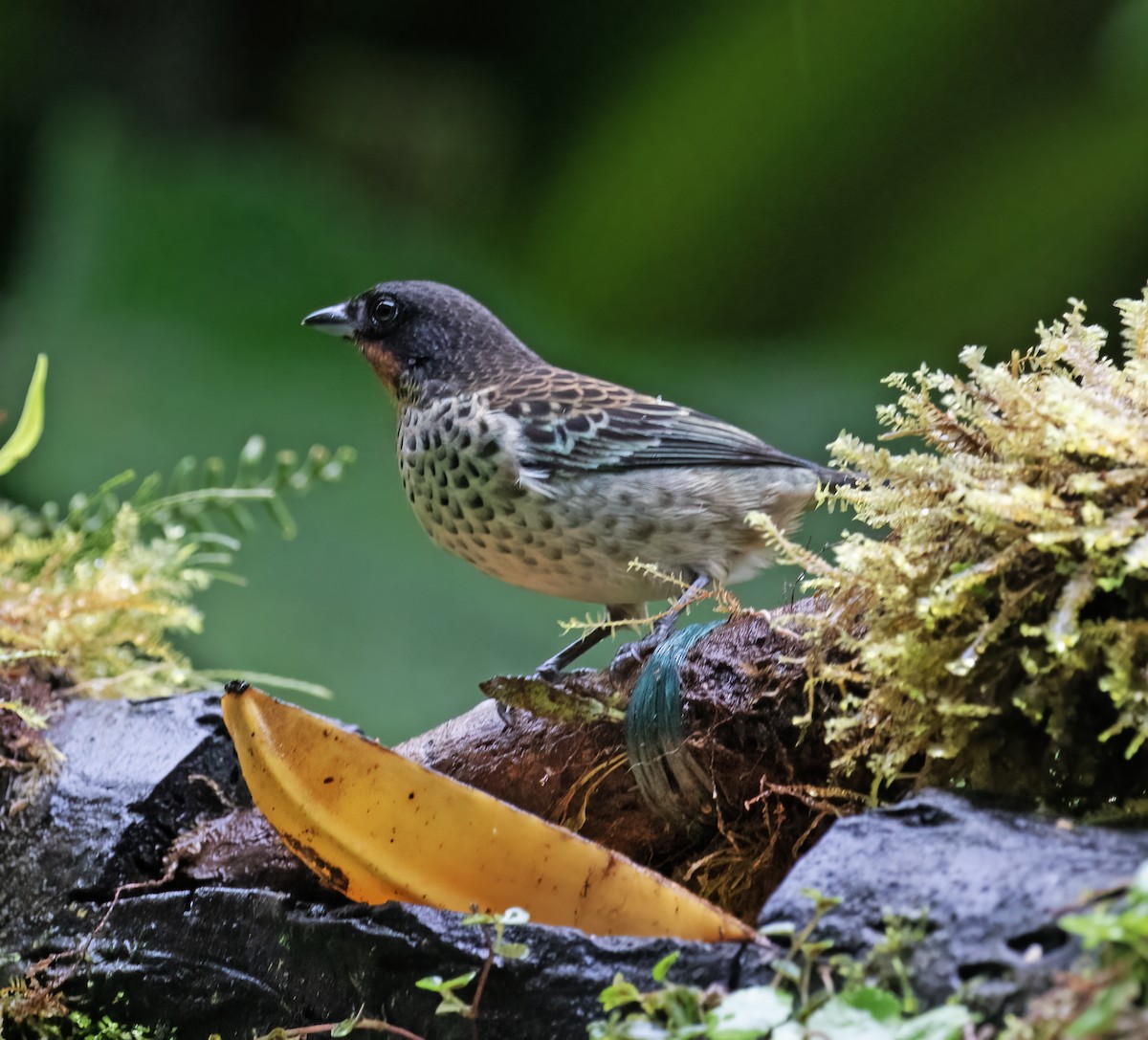 Рыжегорлая танагра - ML646597588