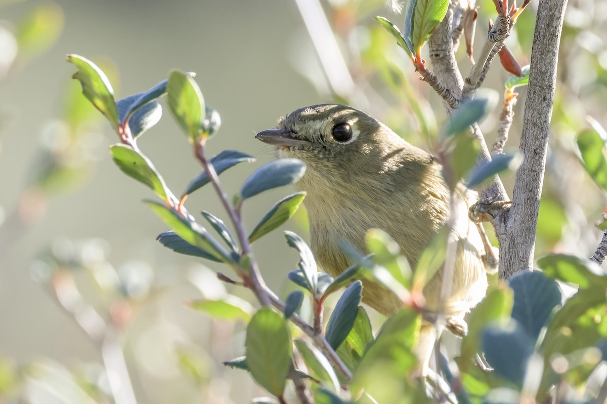 Hutton's Vireo - ML646597589