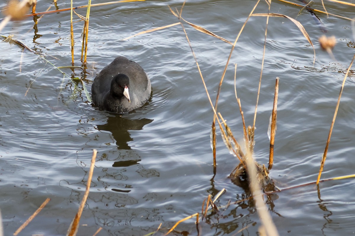 American Coot - ML646597591