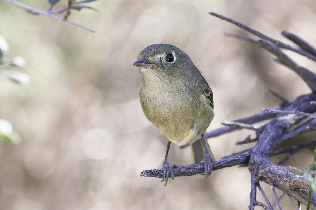 Hutton's Vireo - ML646597593